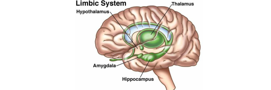 brain diagram thalamus